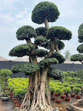 The Ultimate Guide to Maintaining Large Ficus Character Bonsai Trees